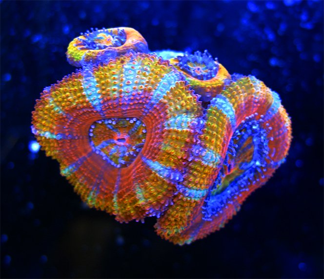 Shipping Module Live Sale April 2015